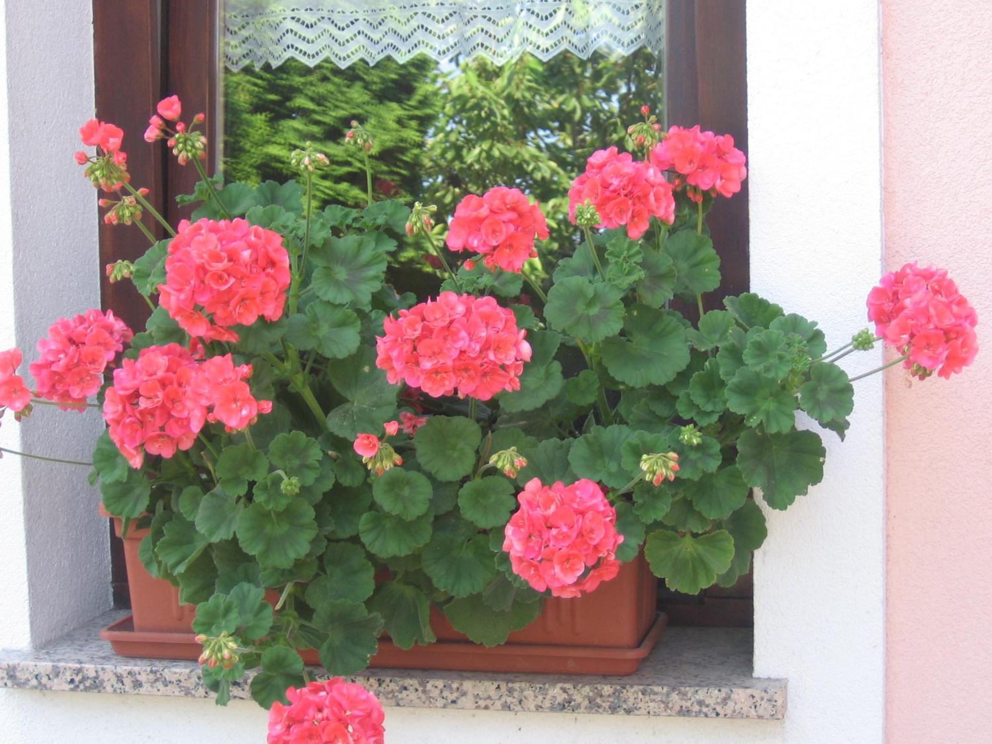 Tourist Farm Pri Martinovih Villa Krska Vas Exterior photo
